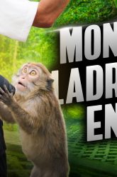 Portada Miniatura de Video